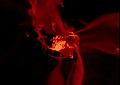 The formation of a galaxy in simulations by Ceverino, Dekel & Primack.